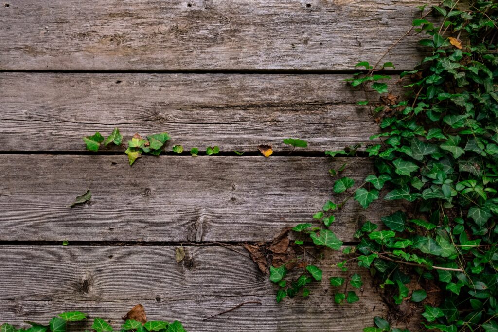 The current image has no alternative text. The file name is: deck-and-vines-texture-scaled.jpg